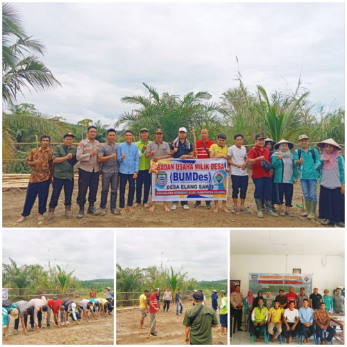 Pemdes Kayu Elang Gandeng BUMDes, Tanam Jagung untuk Ketahanan Pangan
